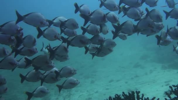 Grande Escola Peixes Subaquáticos Mergulho Águas Tropicais Moçambique — Vídeo de Stock