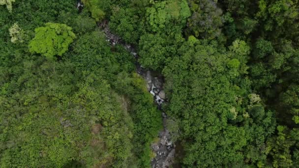 Vzrušující Divoká Zvěř Vegetace Bujných Zelených Deštných Pralesích Maui Letecké — Stock video
