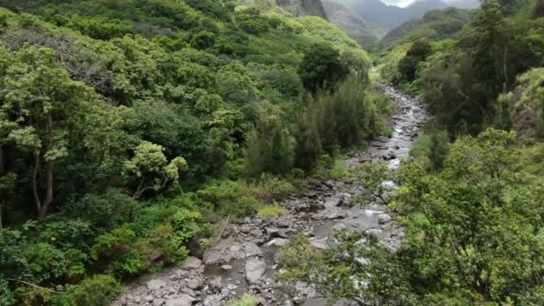 Río Wailuku Atraviesa Las Selvas Del Valle Ioa Paraíso Tropical — Vídeos de Stock