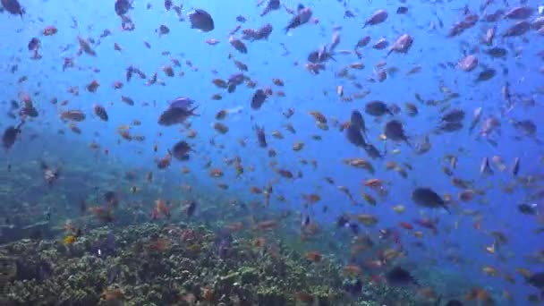 Många Färgglada Rev Fisk Simmar Över Tropiska Korallrev Med Blått — Stockvideo