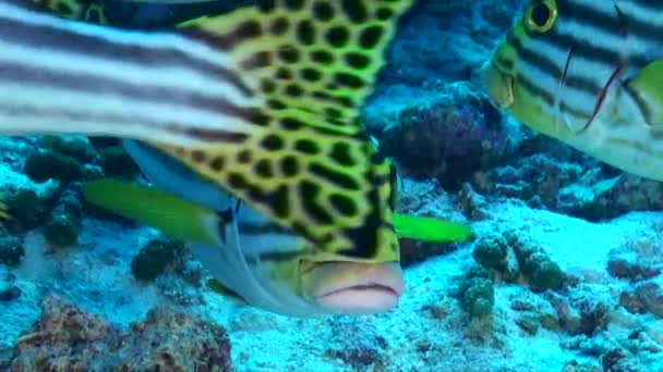 Yellow Striped Sweetlip Super Close Swimming Camera — Stock Video