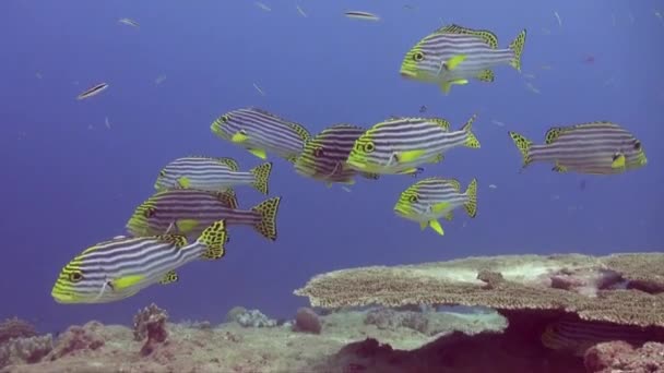 Gula Fodrade Sötläppar Simmar Över Bordskoraller Tropiska Korallrev Maldiverna — Stockvideo