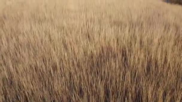 Voando Baixo Acima Safari Savana Campo Grama Seca Para Belo — Vídeo de Stock