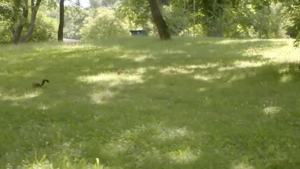 Eichhörnchen Auf Nahrungssuche Graspark Sommer Seitwärts — Stockvideo