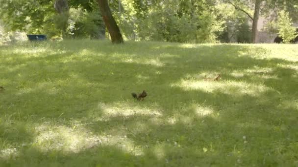 Esquilos Vermelhos Parque Relva Verão Para Frente — Vídeo de Stock