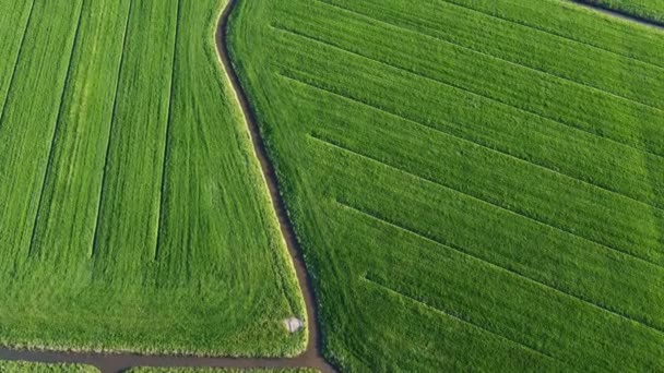 Overhead Shot Birds Eye Top Tiro Sobre Terras Agrícolas Holandesas — Vídeo de Stock