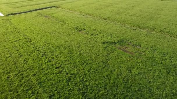 オランダの農場で美しい緑の草原農業の有機的な風景の中で地上と小さな小川に向かって飛ぶドローンショット黄金の時間4K映画のドローンショット — ストック動画