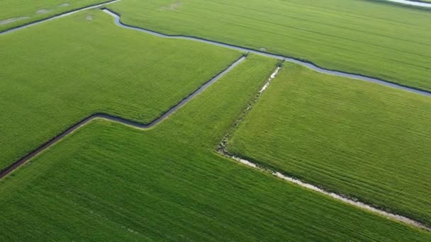オランダの農場で美しい緑の草原農業の有機的な風景の中に小さな流れに続くドローンショットゴールデンアワー4K映画用ドローンショット — ストック動画