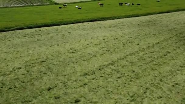 Fast Flying Herd Cows Dutch Farmland Stream Green Grass Field — Stock Video