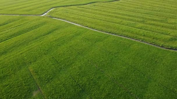 Tiro Dron Siguiendo Pequeño Arroyo Hermoso Campo Hierba Verde Paisaje — Vídeos de Stock