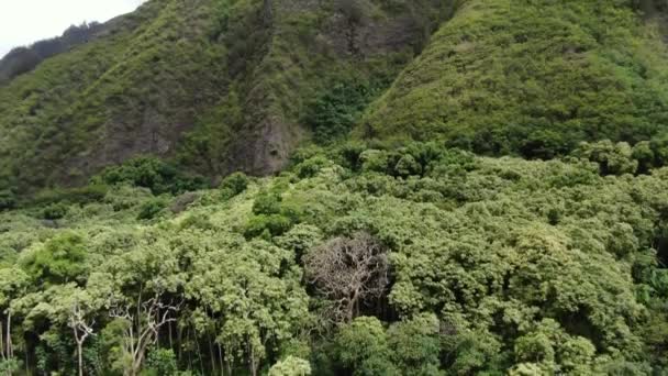 毛伊岛风向一侧的热带森林遮阳篷 空中升空的枪声在辽谷州立公园的树上升起 — 图库视频影像