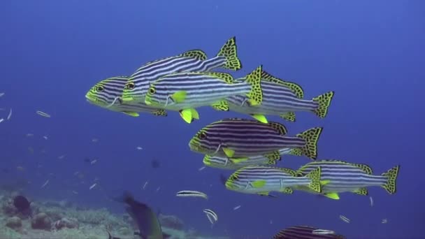 Gelbgestreifte Süßlippen Über Tropischem Korallenriff Auf Den Malediven — Stockvideo