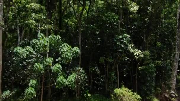 爬上毛伊岛热带雨林树冠顶部的基座 — 图库视频影像