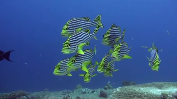 Labios Amarillos Rayas Cierran Sobre Arrecife Coral Con Océano Azul — Vídeo de stock