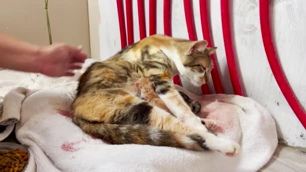 Személy Gyengéden Simogatva Vigasztalja Vajúdó Macskát — Stock videók