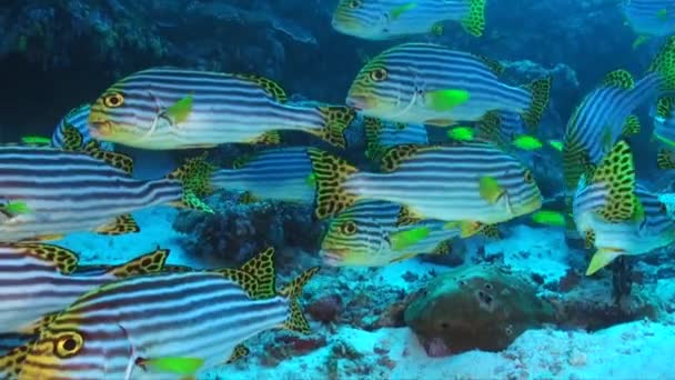 Wiele Żółtych Pasiastych Słodkich Ust Zamyka Się Tropikalnej Rafie Koralowej — Wideo stockowe
