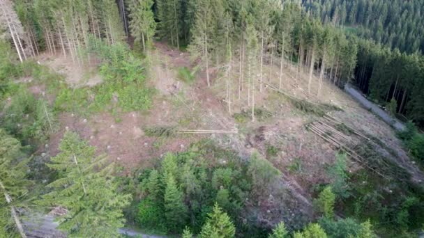 Aerial View Dead Trees Forest Damaged Pine Trees Bark Beetle — Stock Video