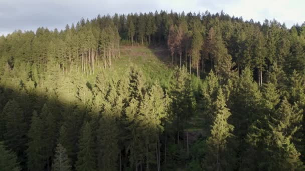 Abholzungsgebiete Deutschen Wald Beschädigte Bäume Durch Borkenkäfer Und Klimaerwärmung — Stockvideo