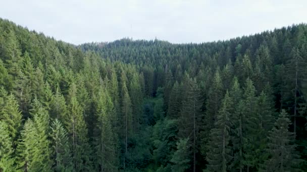 Vista Aérea Drone Floresta Dieback Centro Norte Alemanha Árvores Abeto — Vídeo de Stock