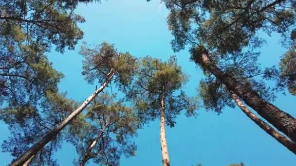 Kippen Sie Von Baumwipfeln Auf Den Boden Fontainebleau Boulder Wald — Stockvideo