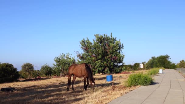 Tiro Estático Caballo Comiendo Pacíficamente Hierba Lado Camino Grecia — Vídeos de Stock