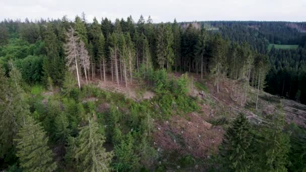 Skadade Döda Trädens Skog Döende Skog Harz Tyskland Grund Klimatförändringar — Stockvideo