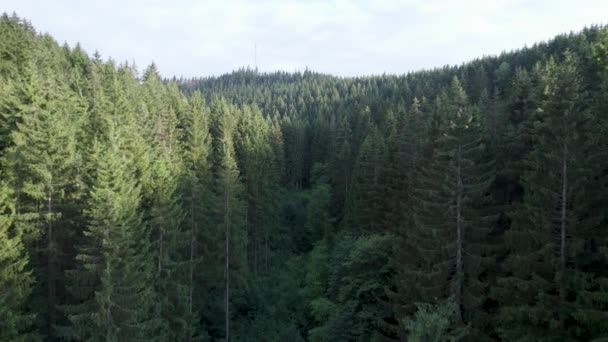 昼はハルツ山脈の美しく平和なドイツの森を飛行 — ストック動画