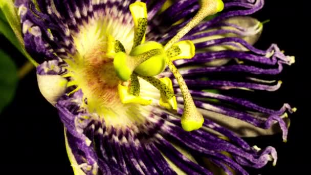 Szenvedélyes Virág Virágzik Élénk Szín Részlet Időeltolódás Közeli Makró Részletes — Stock videók