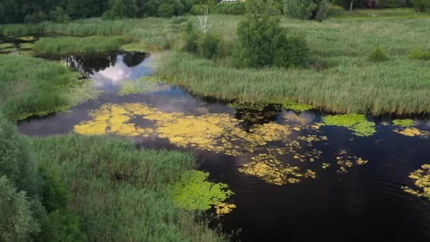 Pantano Esquinas Pantanosas Del Lago Saimaa Finlandia Aérea — Vídeo de stock