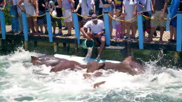 Hombre Hispano Alimenta Los Tiburones Oceanario Mientras Muchos Turistas Observan — Vídeo de stock