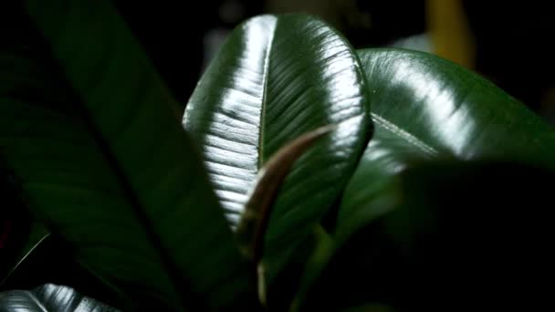 Блестящие Большие Листья Каучукового Растения Темной Комнате Pan Right — стоковое видео