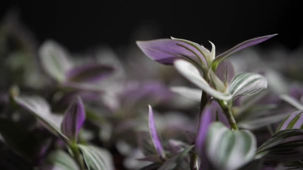 Verde Lila Spiderwort Planta Interior Con Fondo Bokeh Foco Selectivo — Vídeo de stock