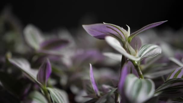 Pianta Interno Verde Lilla Spiderwort Con Sfondo Bokeh Messa Fuoco — Video Stock