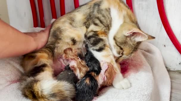 Emberi Kéz Simogatja Vajúdó Macskát Számos Nedves Újszülött Anyatejjel Táplálkozik — Stock videók