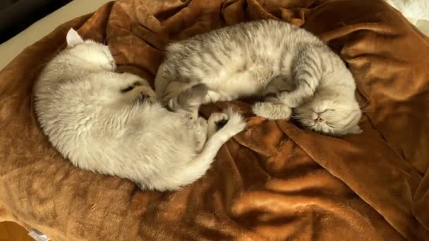Puszyste Białe Szare Perskie Koty Śpiące Relaksują Się Razem Kanapie — Wideo stockowe