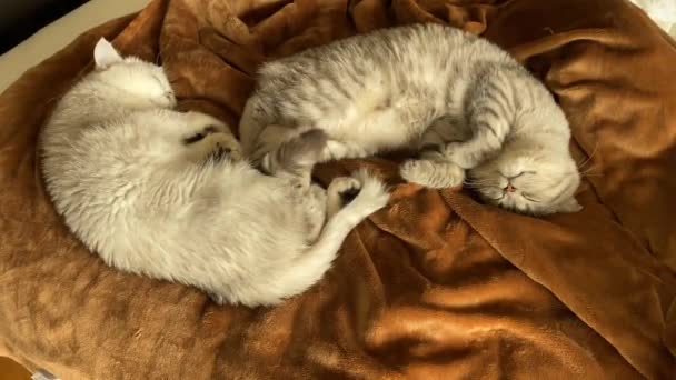 Primo Piano Fluffy Bianco Grigio Coppia Gatti Persiani Dormire Rilassarsi — Video Stock