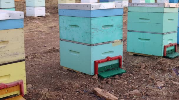 Статичний Постріл Активних Вуликів Бджолами Йдуть Виходять Вулика — стокове відео