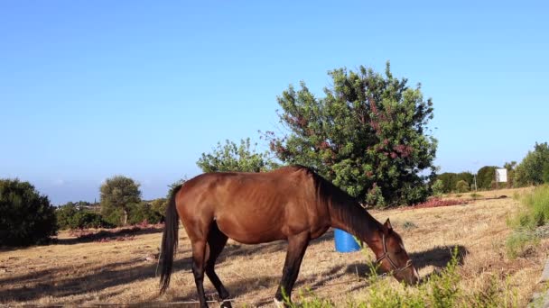 Στατική Βολή Ενός Αλόγου Μια Αλυσίδα Τρώει Γρασίδι Μέσα Στην — Αρχείο Βίντεο