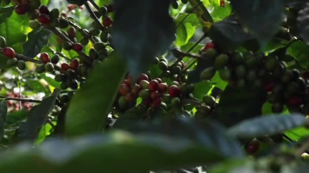 Coffee Beans Plants Costa Rican Farm — Stock Video