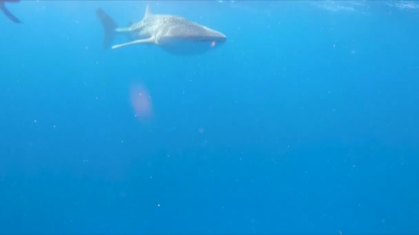 Underwater View Whale Shark Swimming Snorkelers Nearby — Stock Video