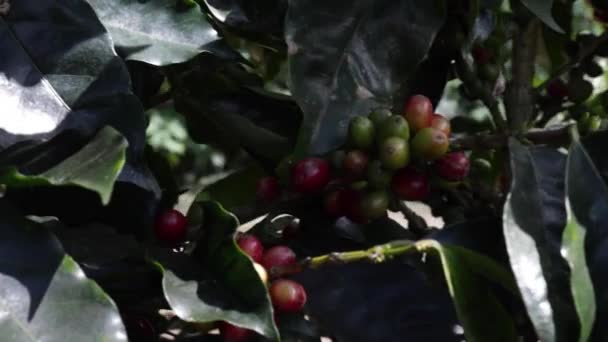 Szczelnie Strzał Arabica Ziarna Kawy Roślin — Wideo stockowe