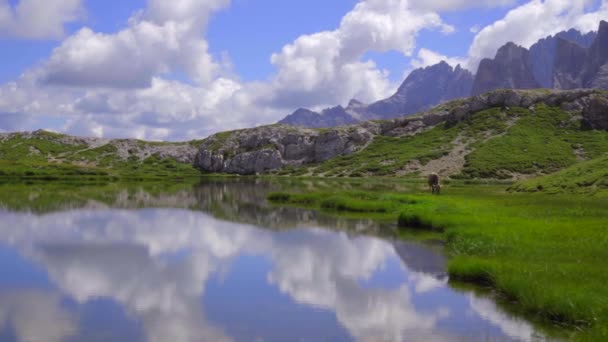 Plan Une Vache Broutant Sur Les Rives Magnifique Lac Montagne — Video