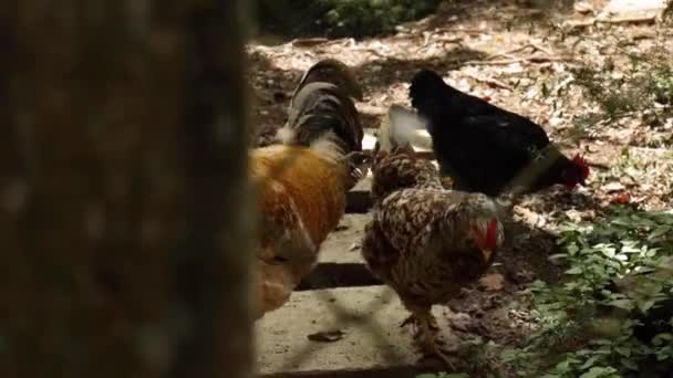 Grupo Pollos Observados Través Una Cerca Una Granja — Vídeo de stock