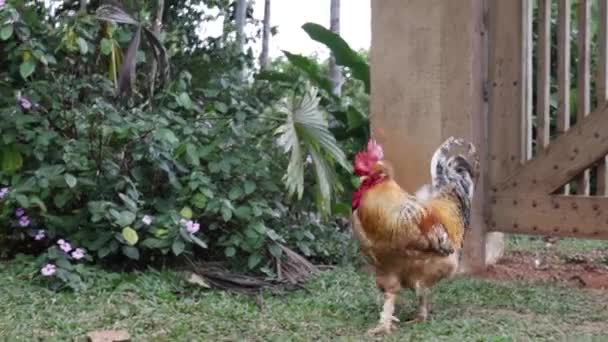 Pollo Solitario Caminando Lado Lado Buscando Comida — Vídeo de stock