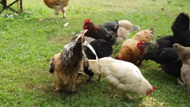 农场里吃谷物的鸡和鸡 — 图库视频影像