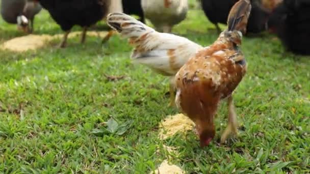 鶏の群れが穀物を食べる — ストック動画