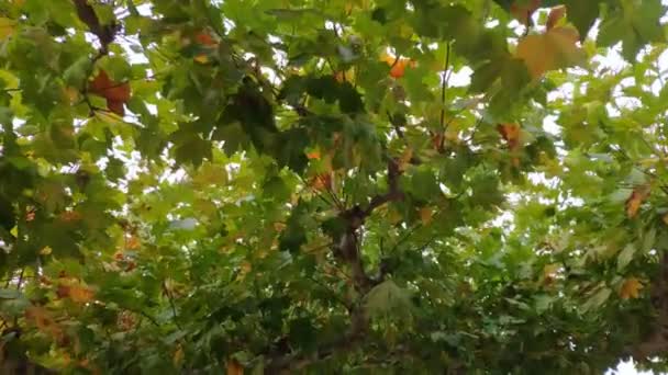 木の枝や厚い葉の下にロイヤルメープル Acer Platanoids 晴れた夏の日に青空を覆うノルウェーのメープル 前方に旅行撮影 上を見る スペインのガリシア州ポルト ノヴォ — ストック動画