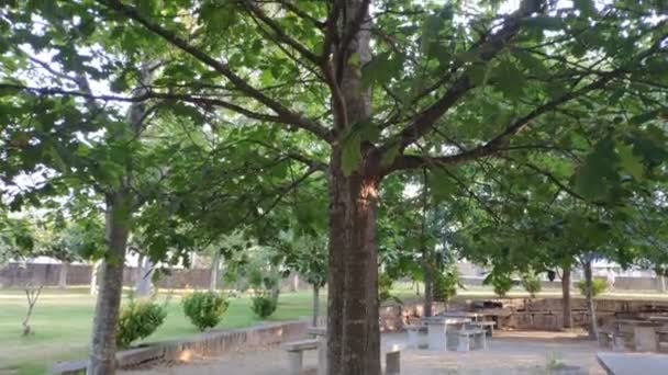 Vista Roble Desde Tronco Hasta Las Hojas Verdes Dosel Parque — Vídeos de Stock