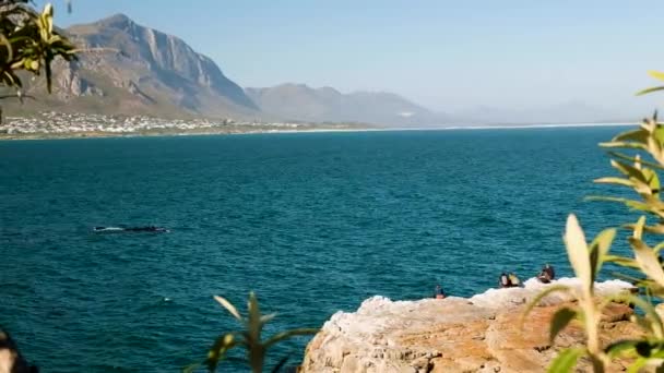 Rätt Valar Nära Stranden Med Åskådande Turister Valsäsong Hermanus — Stockvideo