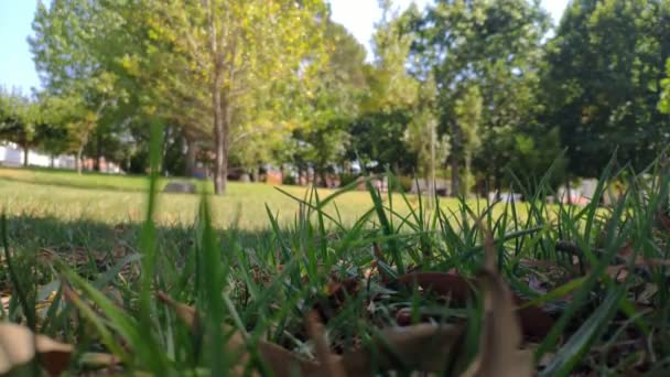 Campo Giardino Pubblico Con Alberi Sfocati Sullo Sfondo Vento Muove — Video Stock